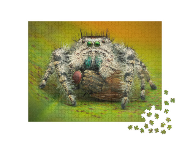 Puzzle de 1000 pièces « Macrophotographie : Une araignée sauteuse mange une mouche domestique »