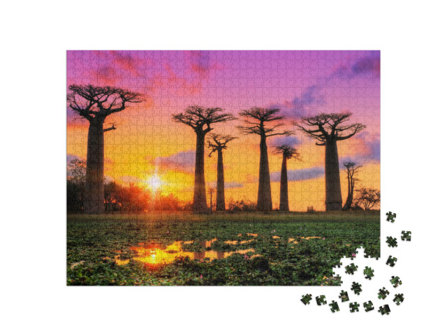Puzzle de 1000 pièces « Jeu de couleurs au coucher du soleil sur l'allée des baobabs, Madagascar »