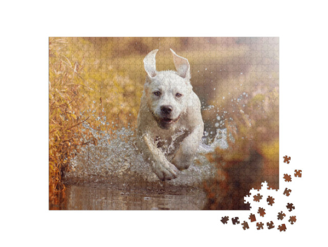 Puzzle de 1000 pièces « Jeune labrador jouant dans un ruisseau »