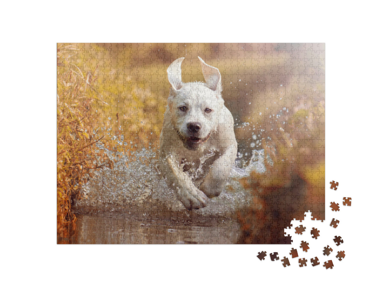 Puzzle de 1000 pièces « Jeune labrador jouant dans un ruisseau »