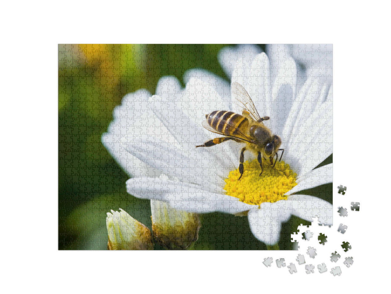 Puzzle de 1000 pièces « Pâquerette et abeille au printemps »
