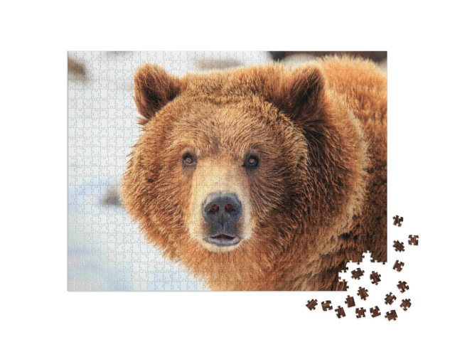 Puzzle de 1000 pièces « Grizzly »