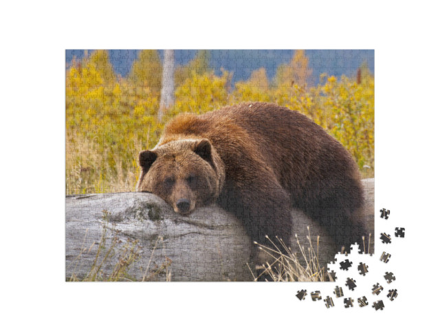 Puzzle de 1000 pièces « Grizzly, Alaska »