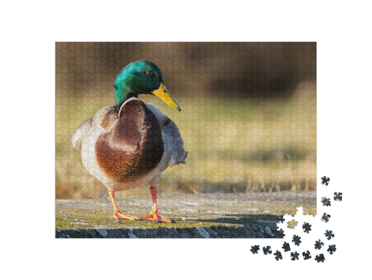 Puzzle de 1000 pièces « Canard colvert sur la rive »
