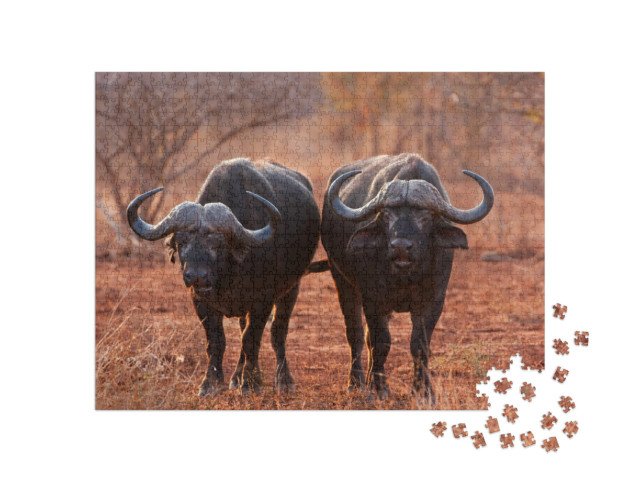 Puzzle de 1000 pièces « Buffle d'Afrique, Buffle du Cap, Parc national Kruger, Afrique du Sud »