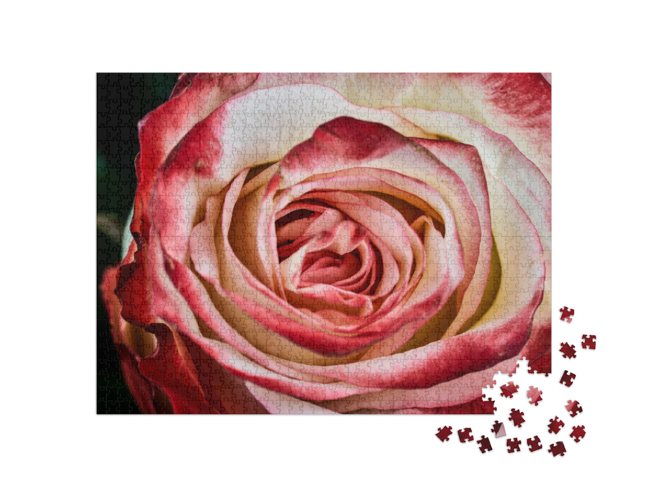 Puzzle de 1000 pièces « Rose rouge et blanche »