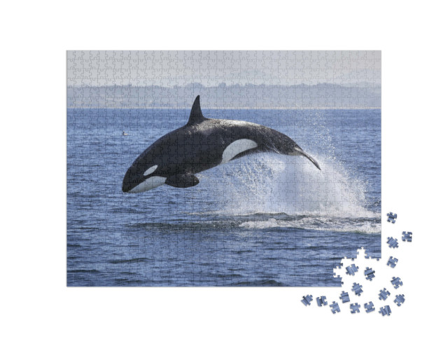 Puzzle de 1000 pièces « Orque, Orcinus Orca, en train de sauter hors de l'eau »