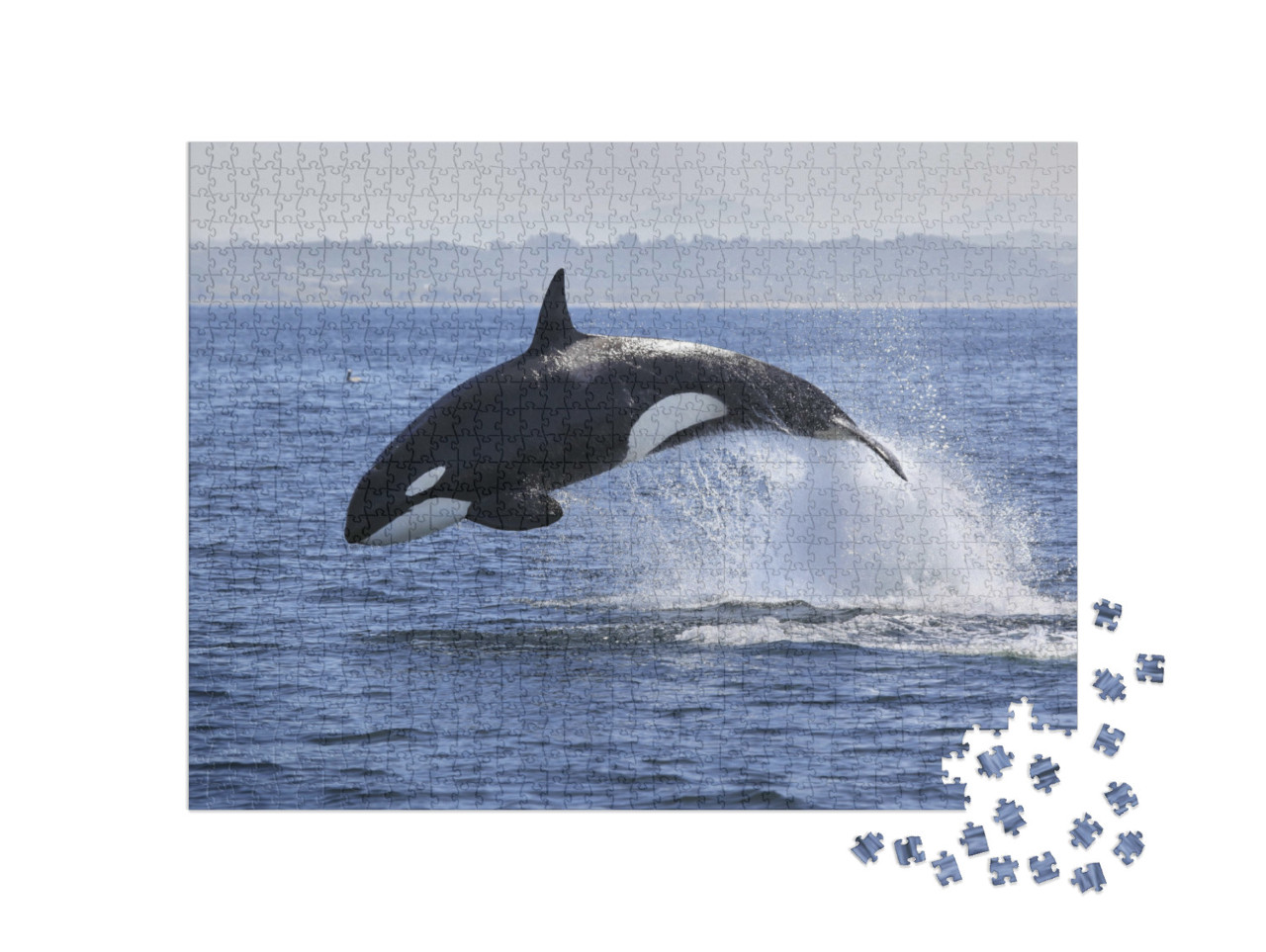 Puzzle de 1000 pièces « Orque, Orcinus Orca, en train de sauter hors de l'eau »