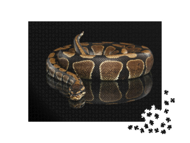 Puzzle de 1000 pièces « Python royal »