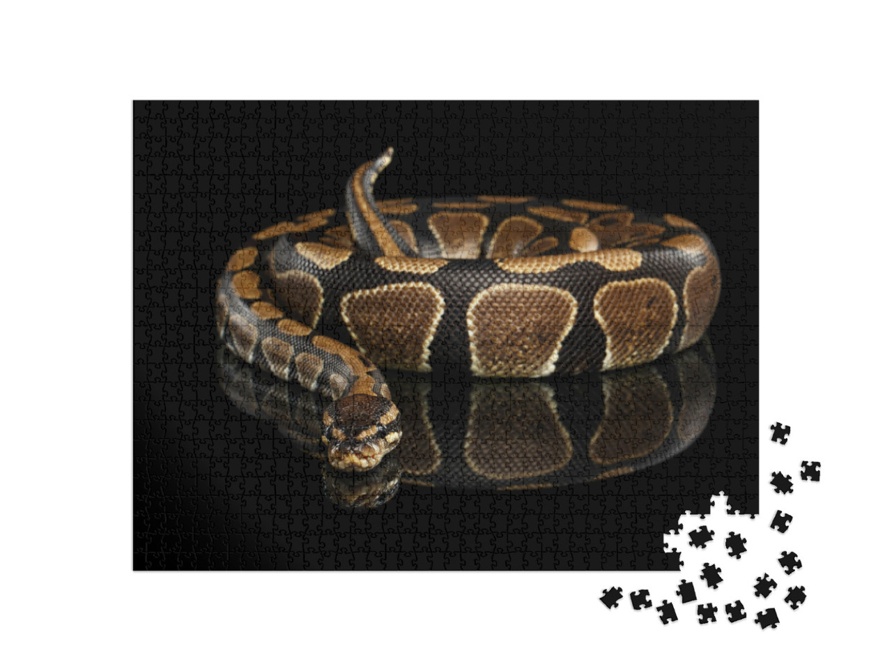 Puzzle de 1000 pièces « Python royal »