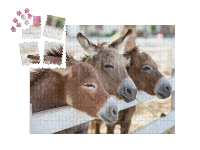 SMART SORTED® | Puzzle photo 1000 pièces « Trois ânes curieux près de la clôture »