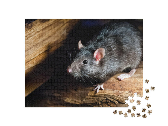 Puzzle de 1000 pièces « Le rat noir, également connu sous le nom de rat de bateau ou rat domestique »