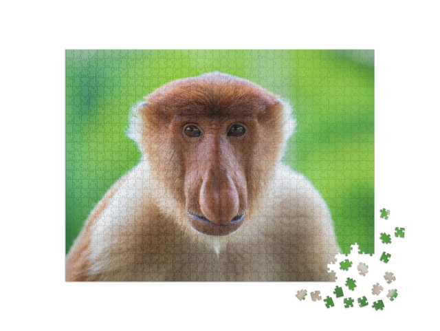 Puzzle de 1000 pièces « Singe proboscis ou Nasalis larvatus à Bornéo »