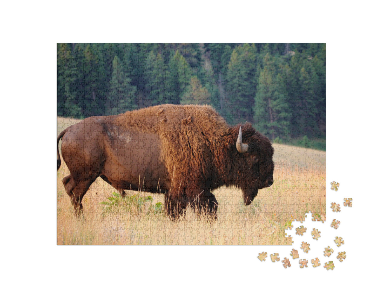 Puzzle de 1000 pièces « Bison américain au petit matin, Montana »