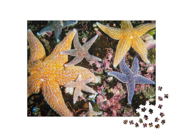Puzzle de 1000 pièces « Des étoiles de mer colorées de toutes tailles »