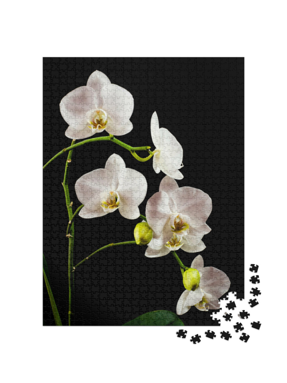 Puzzle de 1000 pièces « Branche d'orchidée blanche pleine de fleurs »
