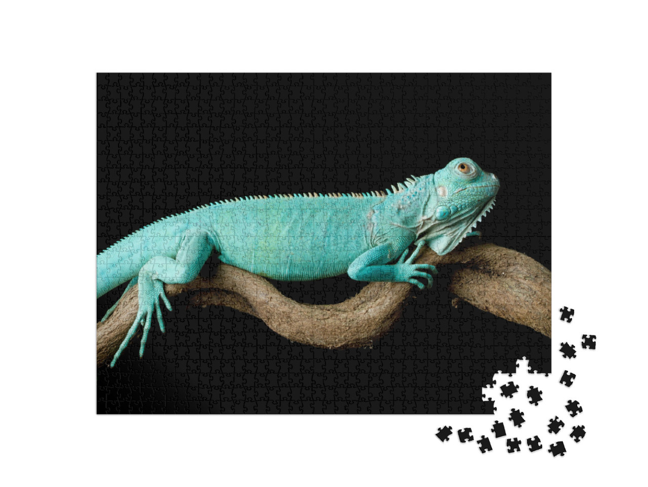 Puzzle de 1000 pièces « Iguane bleu, Cyclura Lewisi »