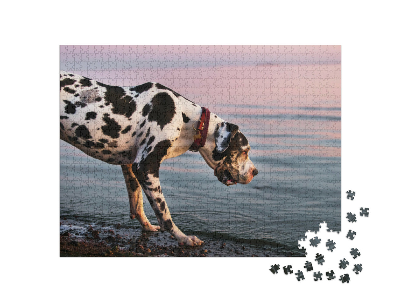 Puzzle de 1000 pièces « Dogue allemand en promenade le soir »