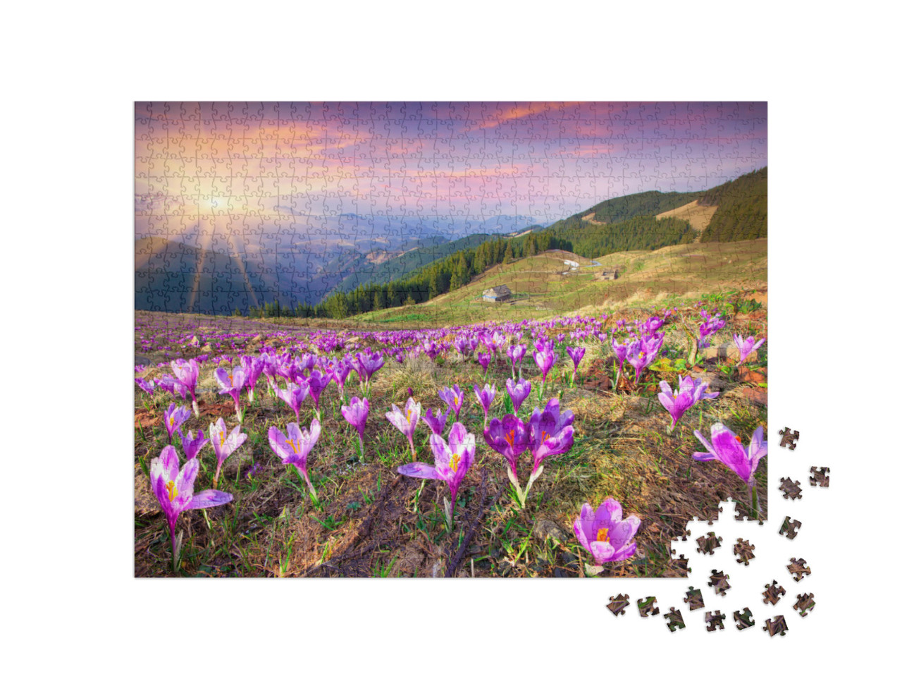 Puzzle de 1000 pièces « Coucher de soleil sur des crocus en fleurs dans les montagnes »