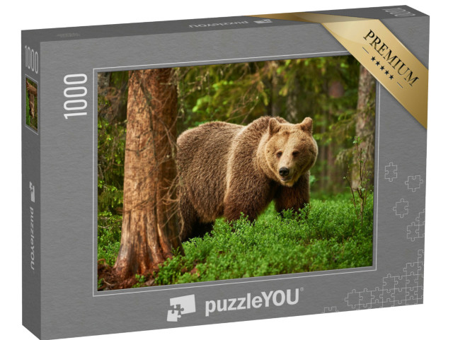 Puzzle de 1000 pièces « Un ours brun, en liberté dans la taïga finlandaise »