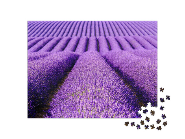 Puzzle de 1000 pièces « Fleurs de lavande sur le plateau de Valensole, Provence, France »
