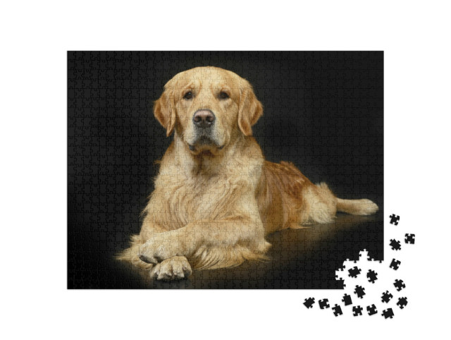 Puzzle de 1000 pièces « Golden retriever dans une pose photo parfaite »
