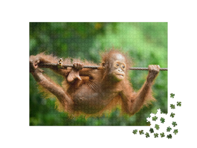 Puzzle de 1000 pièces « Gros plan sur l'orang-outan de Kalimantan »