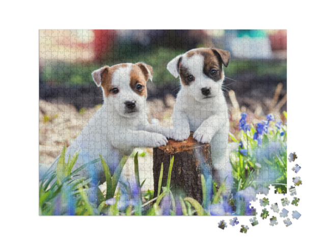 Puzzle 1000 pièces XXL « Deux adorables chiots Jack Russell »