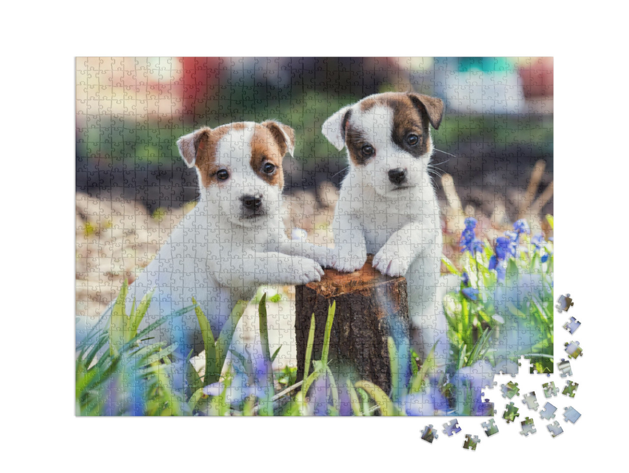 Puzzle 1000 pièces XXL « Deux adorables chiots Jack Russell »