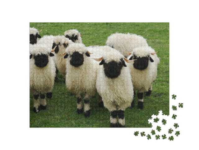 Puzzle de 1000 pièces « Un troupeau de moutons blancs à tête noire, Nez noir du Valais »