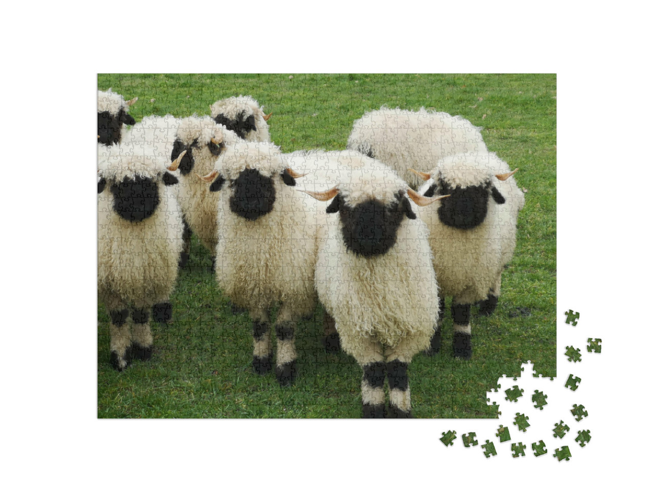 Puzzle de 1000 pièces « Un troupeau de moutons blancs à tête noire, Nez noir du Valais »