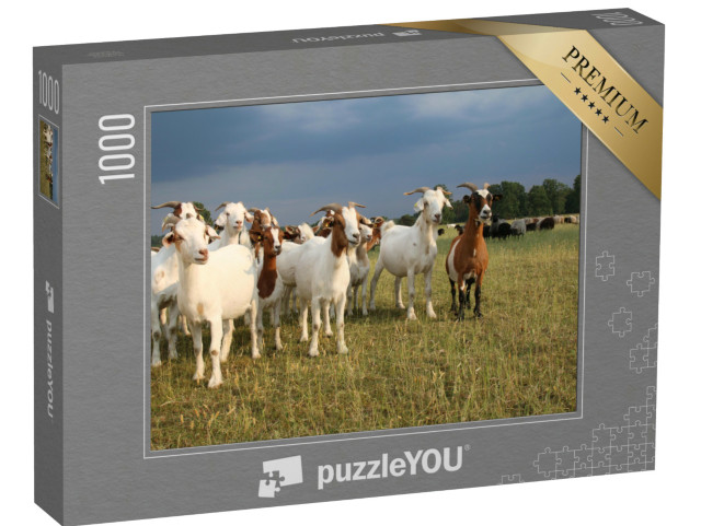 Puzzle de 1000 pièces « Troupeau de chèvres et troupeau de moutons dans la lande de Lunebourg »