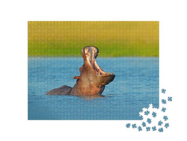 Puzzle de 1000 pièces « Hippopotame avec le museau ouvert dans l'eau, Botswana, Afrique »