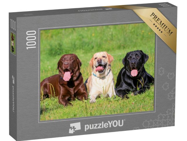 Puzzle de 1000 pièces « Labrador retriever noir, marron clair et marron dans un pré »