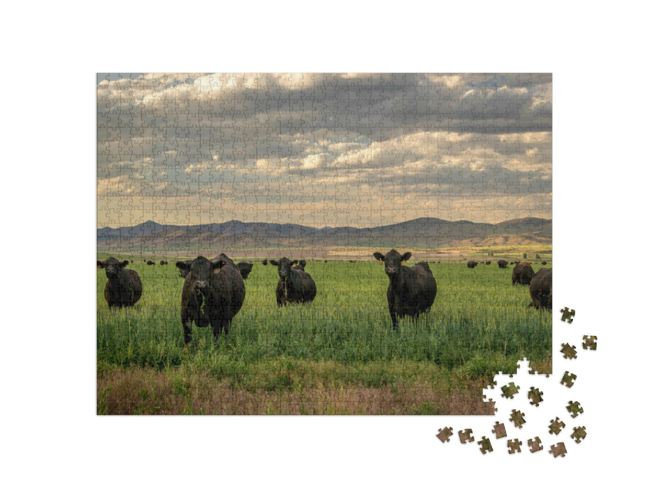 Puzzle de 1000 pièces « Troupeau de bovins Black Angus dans un champ d'herbe »