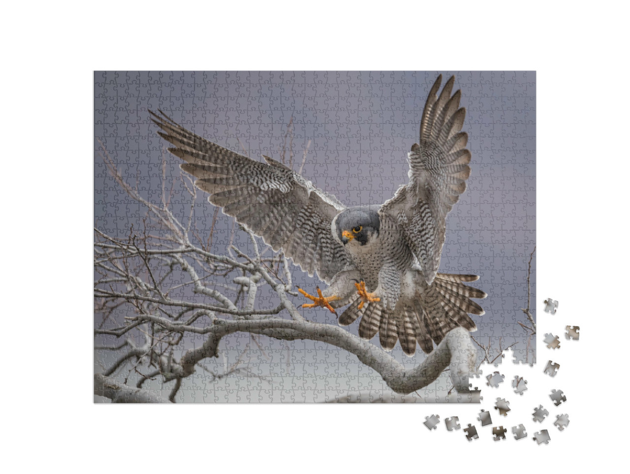Puzzle de 1000 pièces « Faucon pèlerin en approche sur une branche d'arbre »