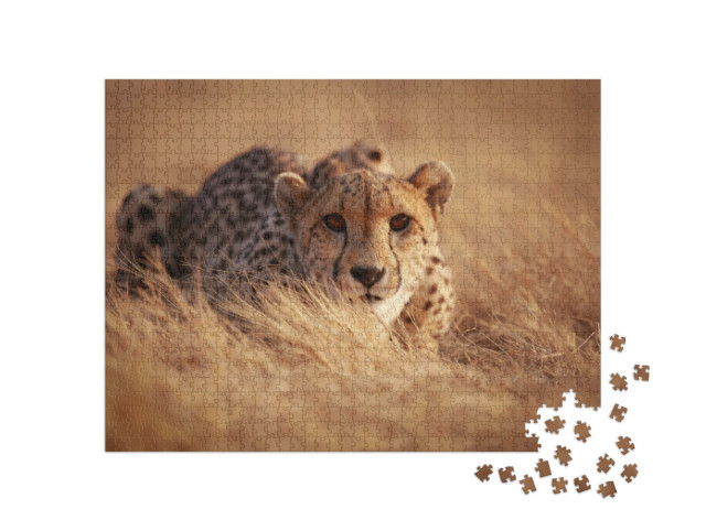 Puzzle de 1000 pièces « Guépard, prêt à bondir »