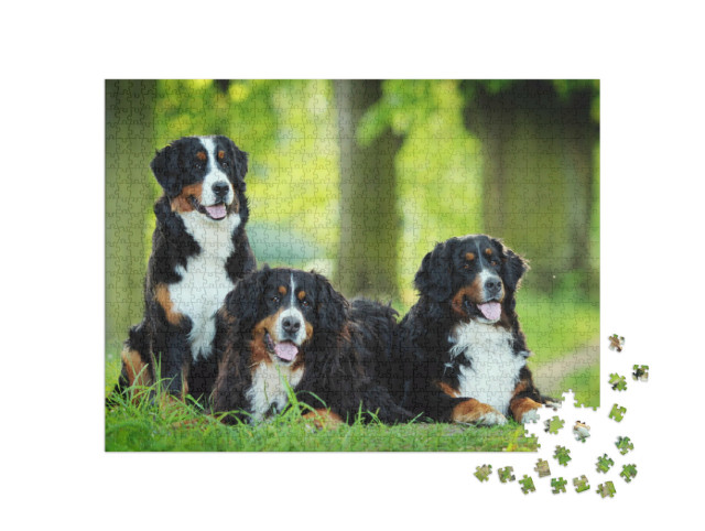 Puzzle de 1000 pièces « Un bouvier bernois »