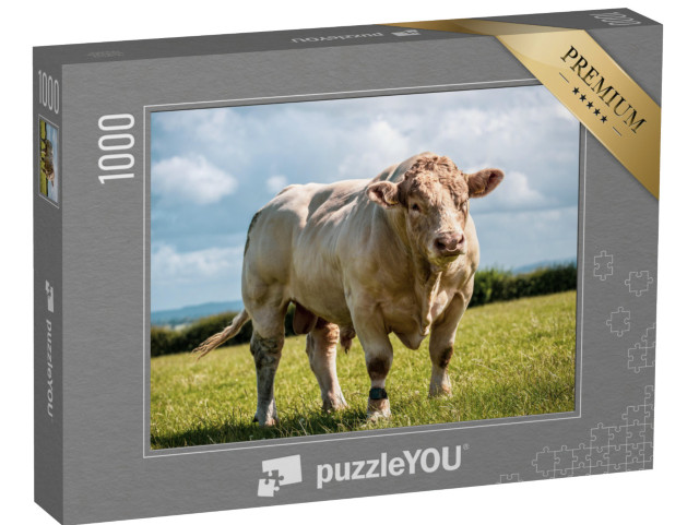 Puzzle de 1000 pièces « Le taureau charolais montre ses muscles dans les champs »