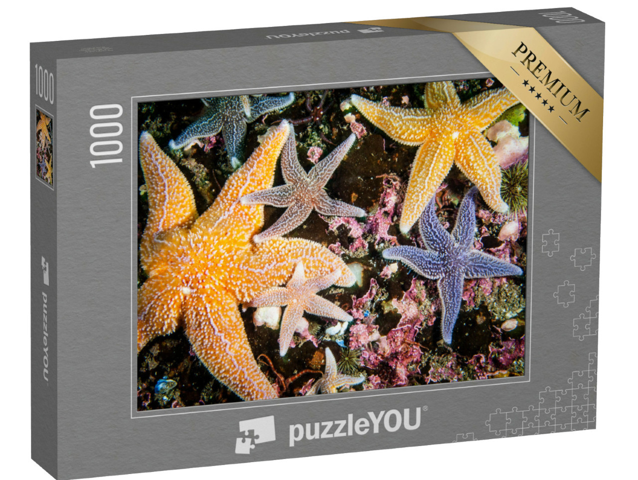 Puzzle de 1000 pièces « Des étoiles de mer colorées de toutes tailles »