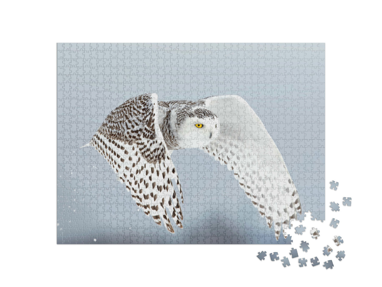 Puzzle de 1000 pièces « Chouette des neiges, Bubo scandiacus, Ottawa, Canada »