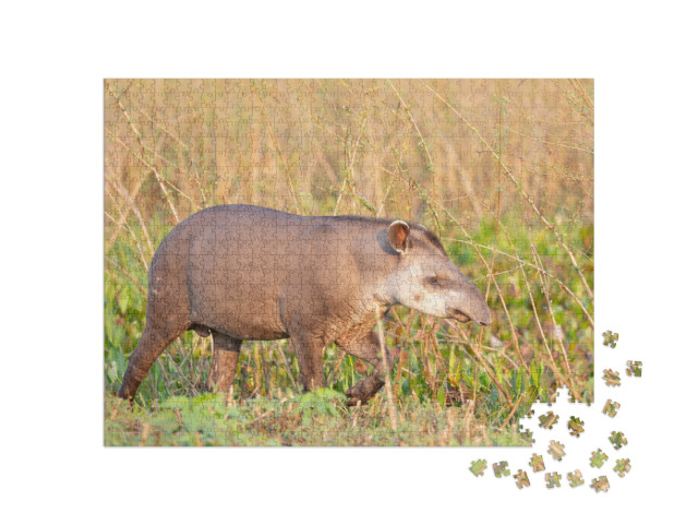 Puzzle de 1000 pièces « Un tapir des plaines dans la jungle brésilienne »