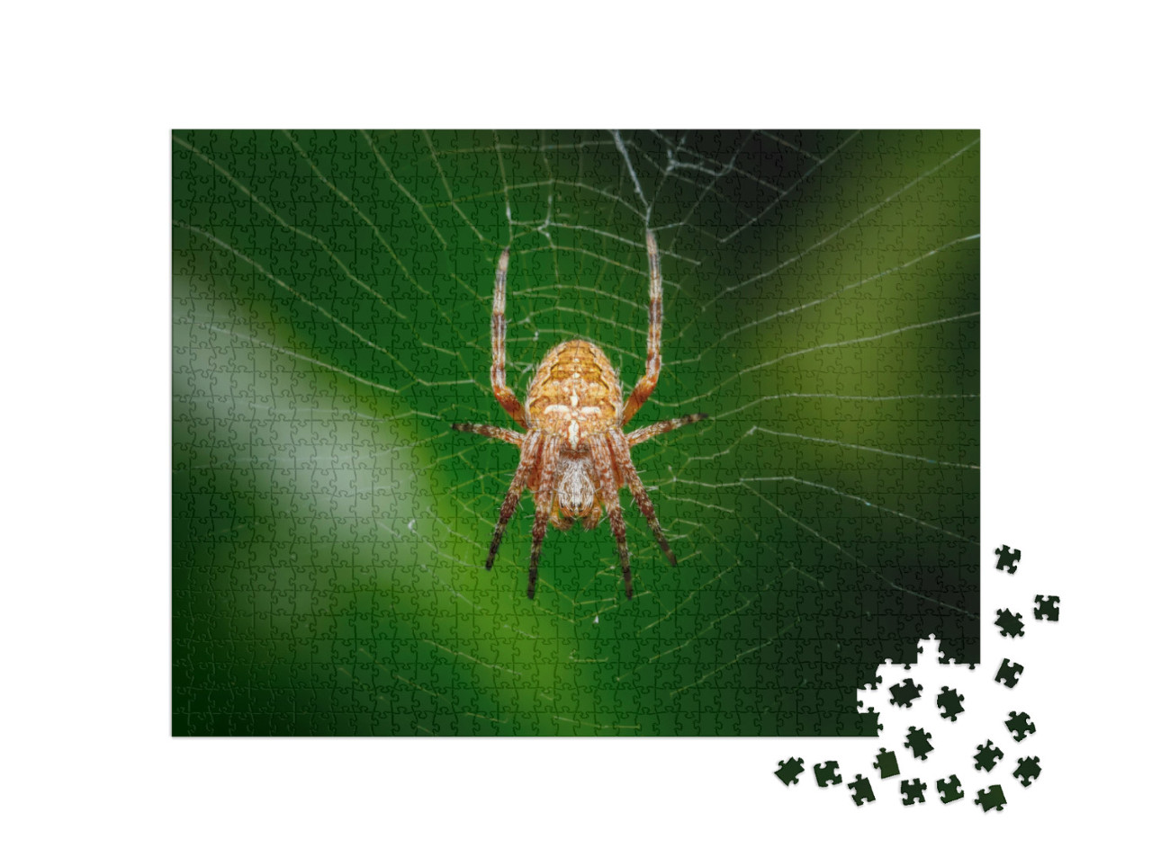 Puzzle de 1000 pièces « Gros plan sur une araignée croisée, également connue sous le nom d'araignée diadème »