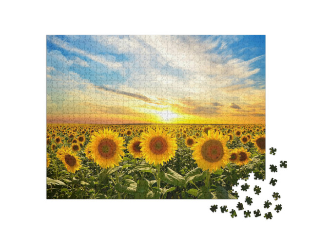 Puzzle de 1000 pièces « Champ de tournesols en fleurs au coucher du soleil »