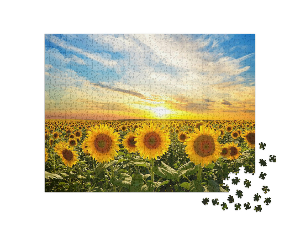 Puzzle de 1000 pièces « Champ de tournesols en fleurs au coucher du soleil »