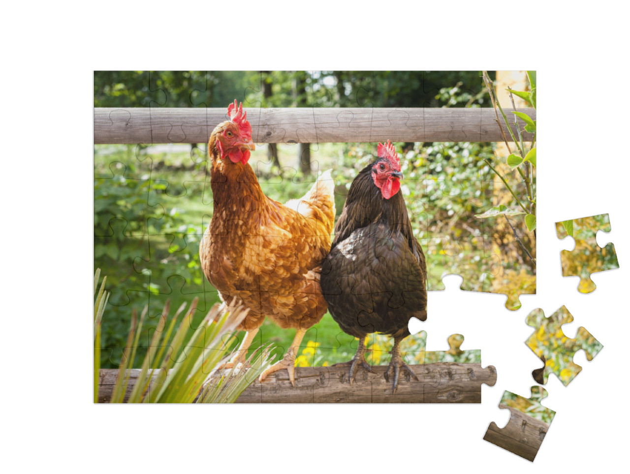 Puzzle de 48 pièces « Des poules heureuses sur une clôture en bois à l'extérieur »