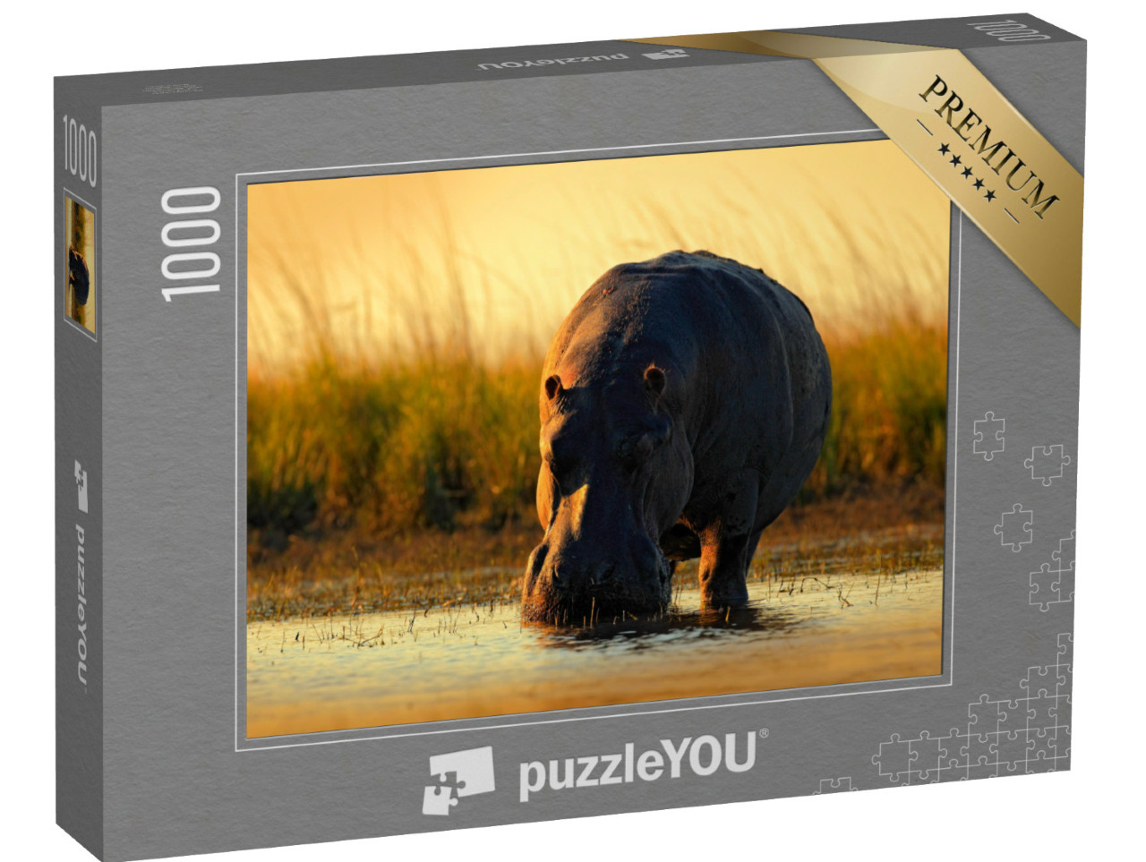 Puzzle de 1000 pièces « Hippopotame africain dans la lumière du soir, Botswana, Afrique »