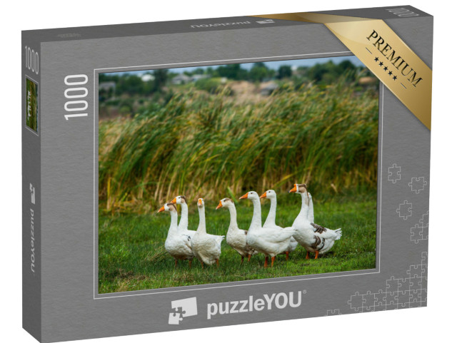 Puzzle de 1000 pièces « Oies blanches en promenade »