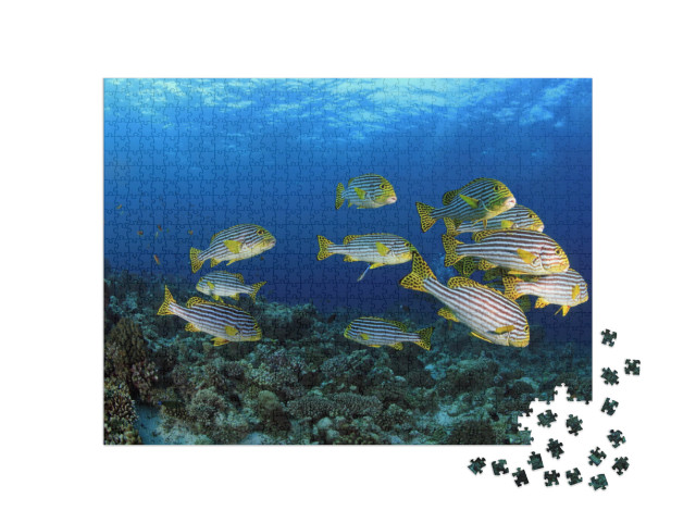 Puzzle de 1000 pièces « Lèvres douces orientales dans les eaux tropicales des Maldives »