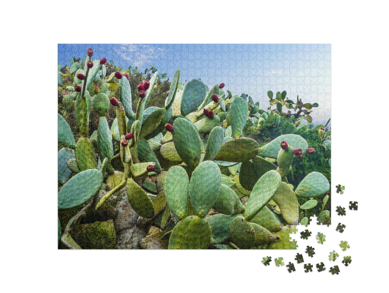 Puzzle de 1000 pièces « Champ de cactus près de Mexico »